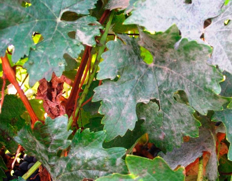 Оидиум винограда – меры борьбы c мучнистой росой