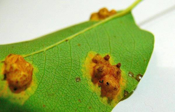 Вредители груши на листьях и меры борьбы с ними