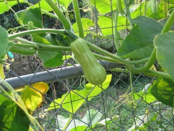 Агротехника выращивания кабачков