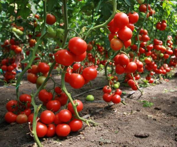Сорта помидоров для теплиц
