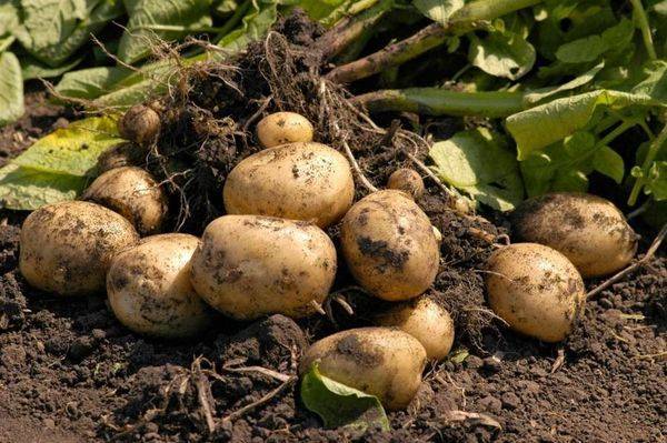 Самые эффективные разновидности удобрений для картофеля