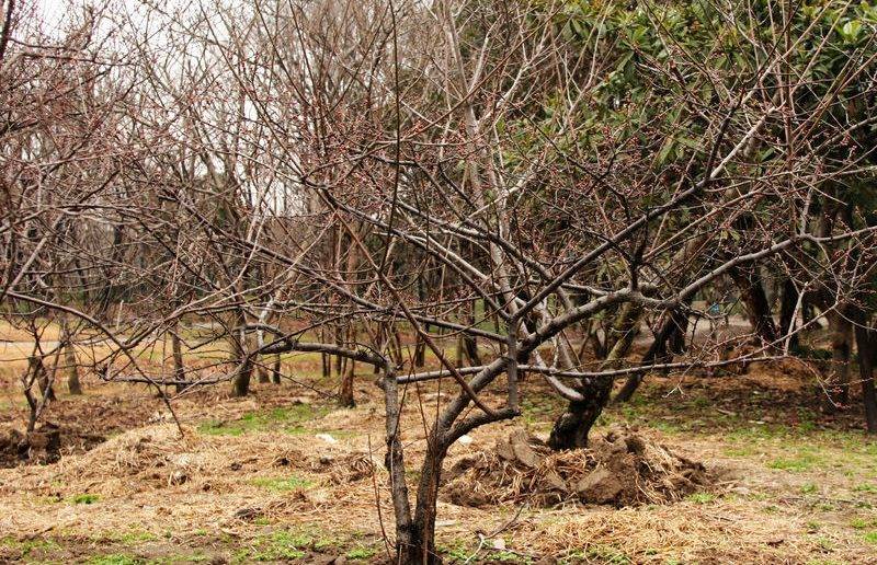 Как и чем подкормить яблоню в период созревания плодов? секреты подкормки для богатого урожая