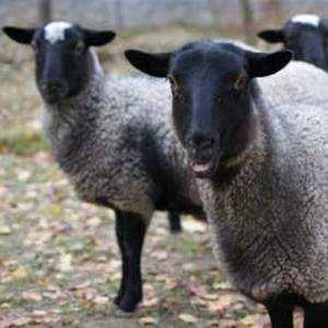 Романовская порода овец одевает в шубы полмира