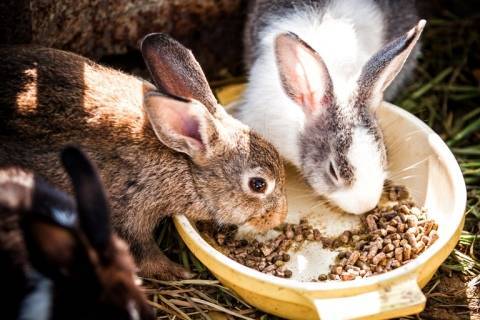 Состав комбикормов для кроликов, их виды, приготовление своими руками
