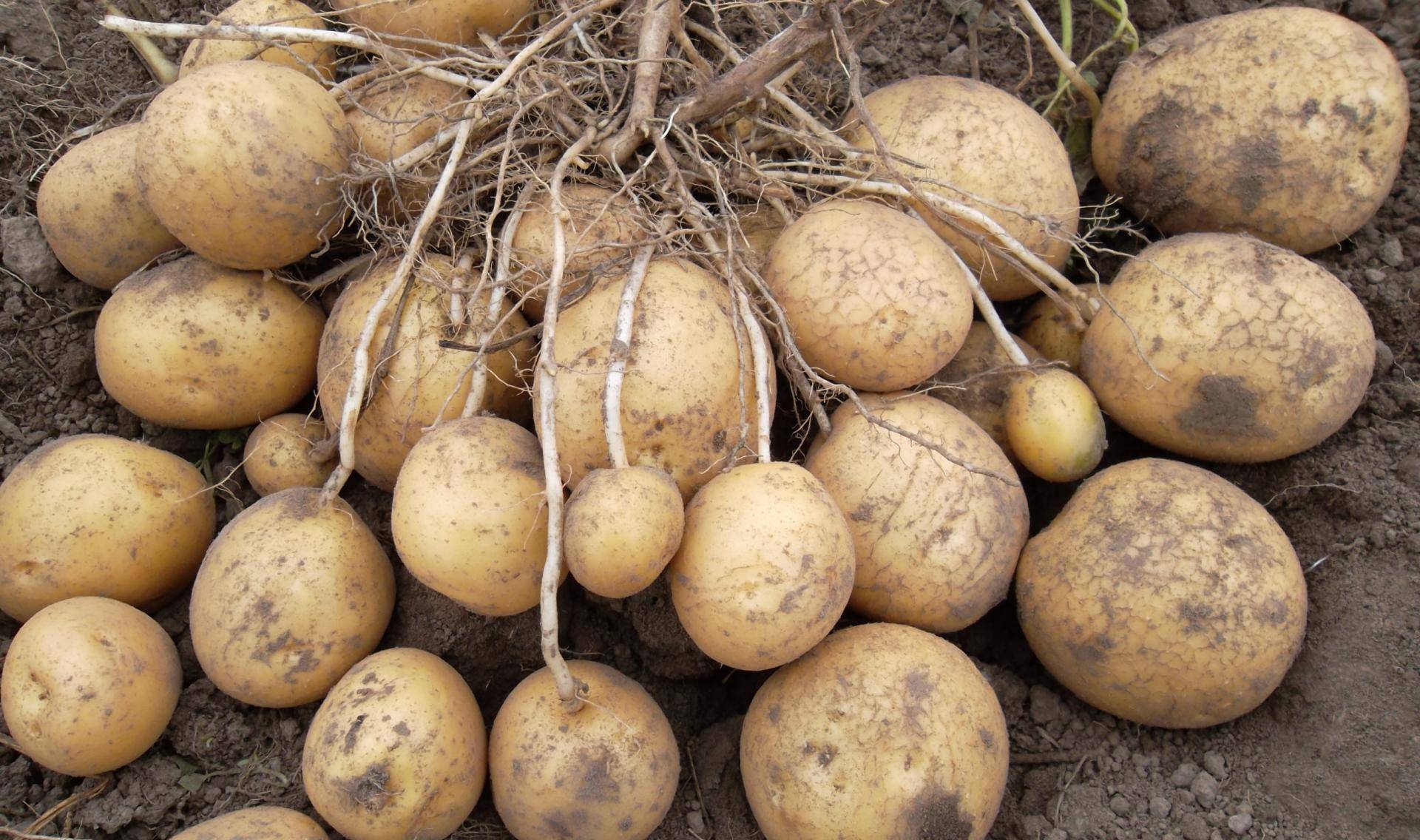 Ранние и ультраранние сорта картофеля (описание с фото)