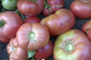 Выращиваем рассаду помидоров в домашних условиях (пошаговый мастер-класс с фото)
