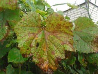 Болезни и вредители листьев винограда