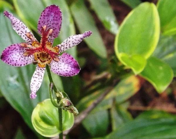 Садовая орхидея трициртис: мастерство выращивания и портфолио сортов