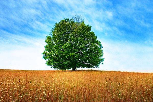 Сколько лет живут деревья – сроки жизни разных деревьев