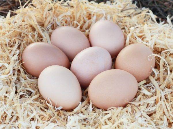 Кормление кур для увеличения яйценоскости