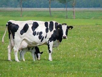 Голштинская порода домашних коров