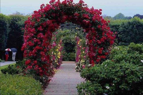 Rugosa rubra — садовое растение шиповник. роза, известная под названием «морщинистая»