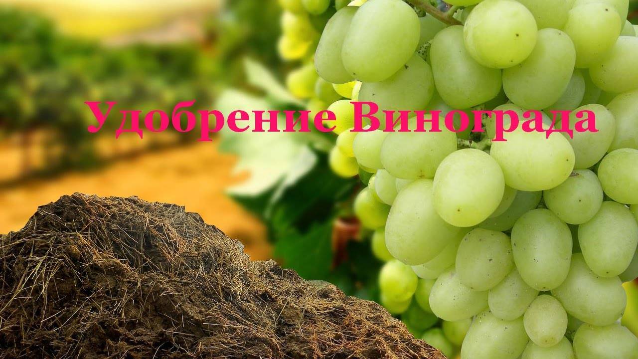 Обзор лучших удобрений и правила подкормки винограда