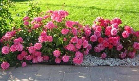5 стилей оформления цветника из роз которые поражают своей красотой