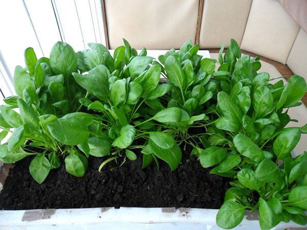 Выращивание шпината на подоконнике зимой, посев, видео