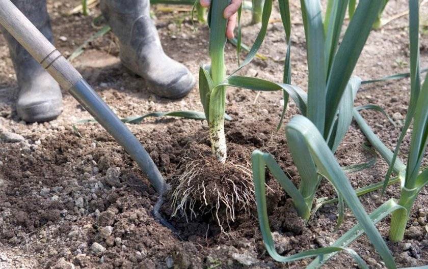 Когда и как сажать лук-порей на рассаду по лунному календарю 2020? выращивание и уход в открытом грунте