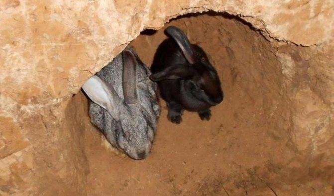 Как осуществляется разведение кроликов в ямах и стоит ли использовать такой метод содержания