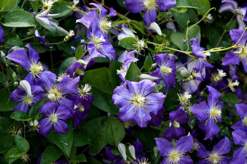 Клематисы весной: 5 шагов к восхитительному цветению