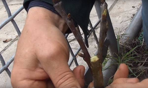 Прививка вишни – пошаговая инструкция для начинающего садовода