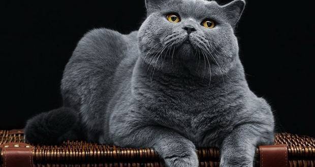 Обзор и описание линейки кормов для кошек brit («брит»)