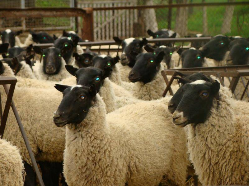 Разведение овец как бизнес, с чего начать, как преуспеть