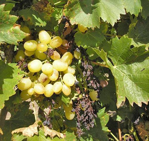 Какие болезни листьев бывают у винограда: признаки, описание с фото, лечение