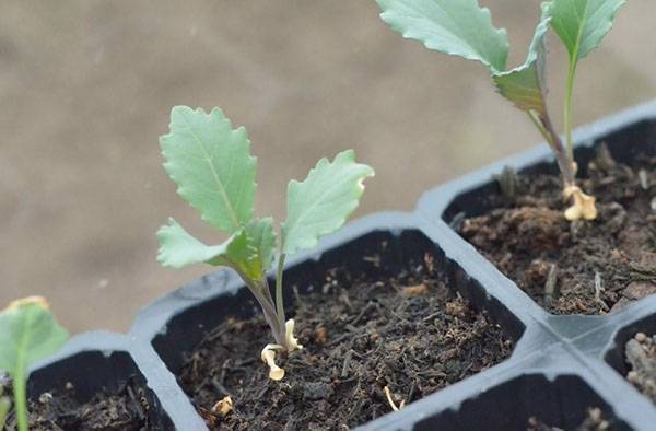 Выращивание брокколи рассадным способом, сроки посева, видео
