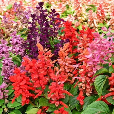15 однолетников с красными цветками –  яркие краски в вашем саду