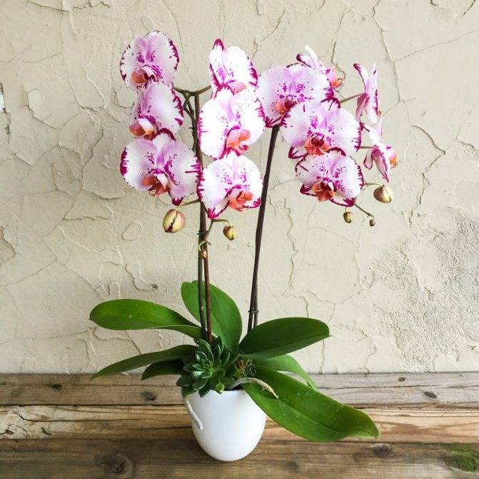 Можно ли спасти орхидею от черной и серой гнили? причины появления и рекомендации, как избавить растение от болезни