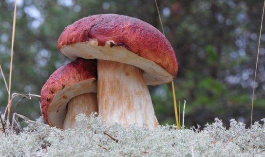 Ядовитые грибы россии, которые легко можно перепутать со съедобными двойниками
