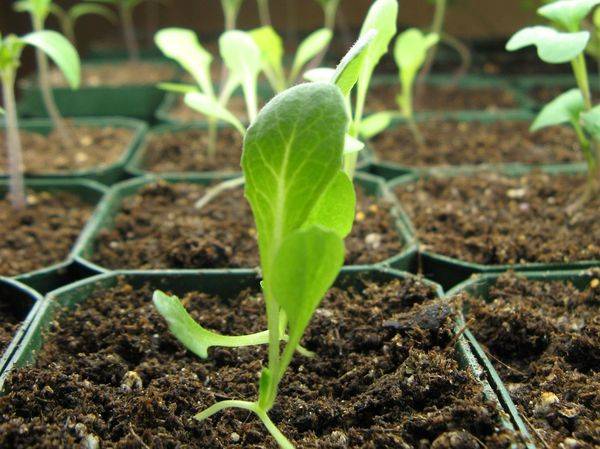 Как выращивать кресс-салат дома и на грядке — простые правила посадки и ухода