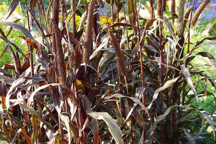 Выращивание рассады настурции из семян: правила посадки и ухода