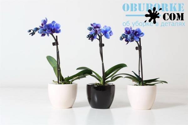 Узнайте все о детках орхидеи фаленопсиса: как выглядят, посадка и уход