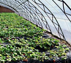 Круглогодичное выращивание клубники в теплице: мечта или реальность?