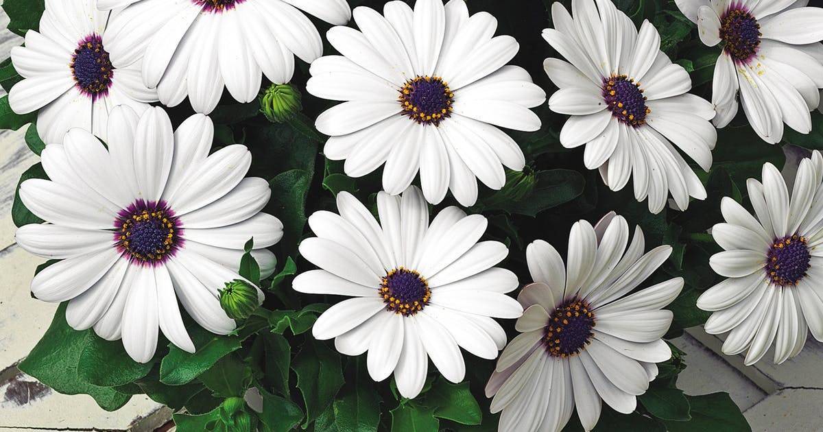 Остеоспермум цветок — разновидности и сорта