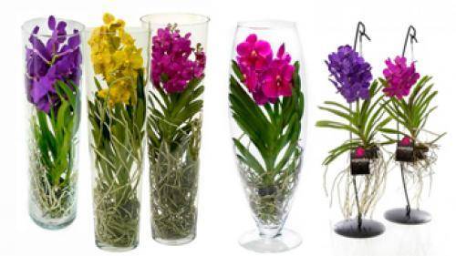 Орхидея ванда – виды с описанием и фото, особенности ухода, размножения и пересадки растения в домашних условиях
