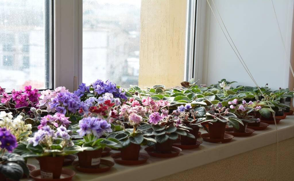 Выбираем многолетнее растение для балкона и сада фиалку рогатую