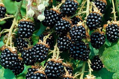 Полезные свойства лесной ягоды ежевики и противопоказания к употреблению