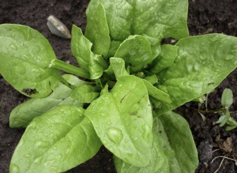 Описание и фото лучших сортов шпината. практические рекомендации по выращиванию и уходу