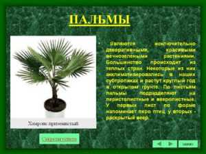 Пальма домашняя – виды с описанием и фото. как выбрать растение для декора. условия роста – освещение, полив, подкормки