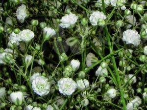 Травянистый полукустарник гипсофила многолетняя: посадка и уход, фото и нюансы выращивания «цветущего облака» на участке