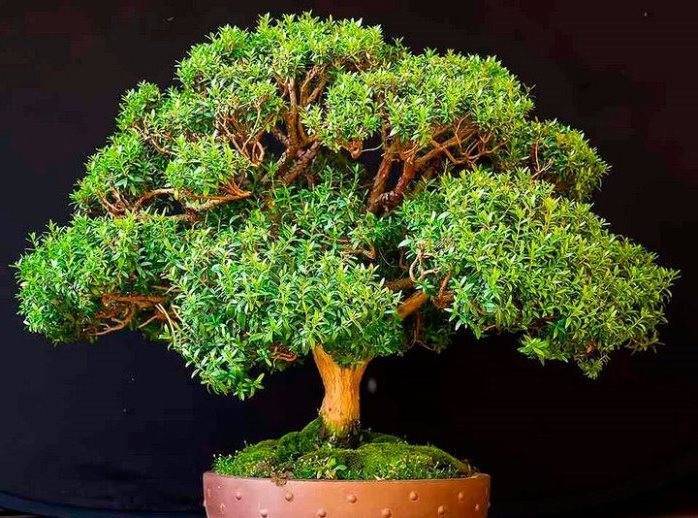 Бонсай сосна – искусство уникальных деревьев