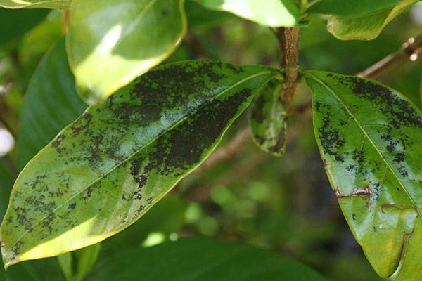 Гардения жасминовидная: чернеют и опадают листья
