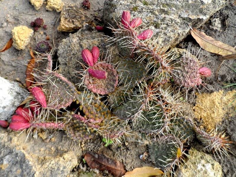 Эхиноцереус – красивые стебли, яркие цветы