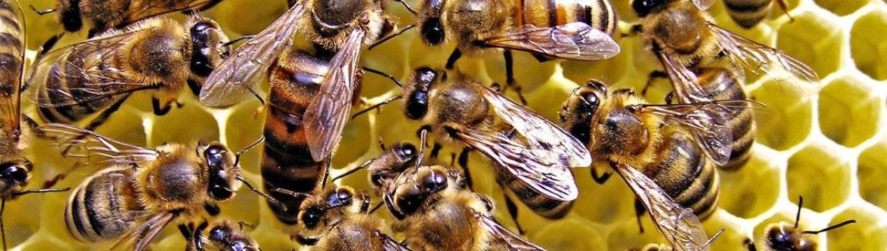 Пчелы в домашних условиях: техника разведения, особенности ухода и содержания