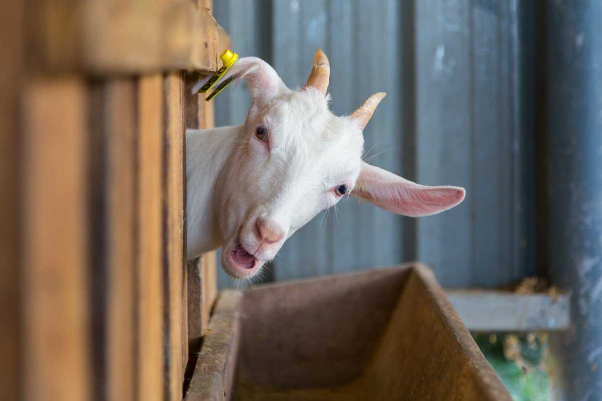 Основы разведения коз