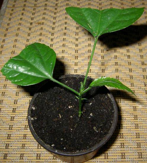 Гибискус садовый: выращивание и размножение