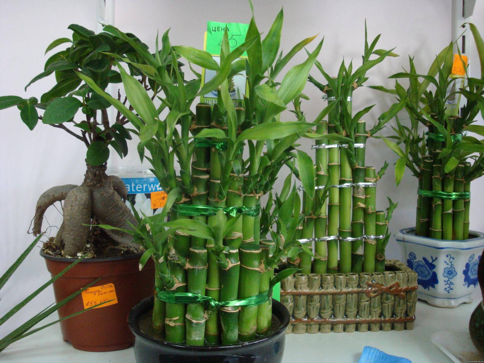Бамбук – комнатное растение: виды, подходящие для выращивания. драцена сандера в интерьере — способы декоративного плетения
