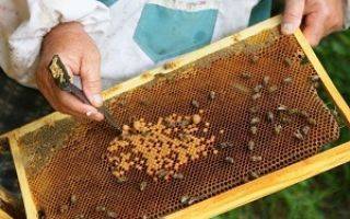 Какой инвентарь для пчеловодства нужен начинающему пасечнику