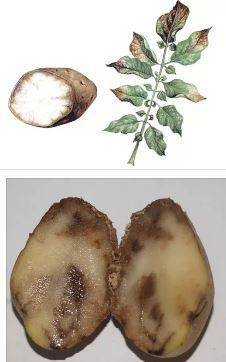 Как избавиться от фитофторы на картофеле?